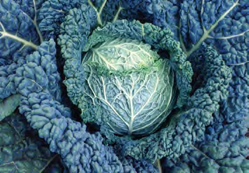 SAVOY KING Cabbage Seeds