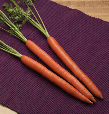 TRITON Carrot Seeds