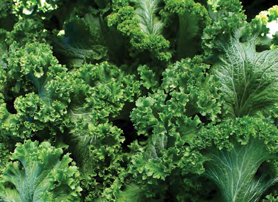 FLORIDA BROADLEAF Mustard Seeds