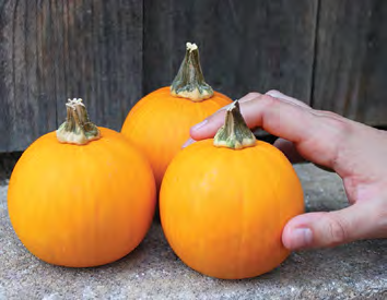 KANDY KORN PLUS Pumpkin Seeds