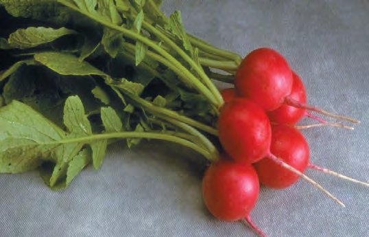 CHERRIETTE Radish Seeds